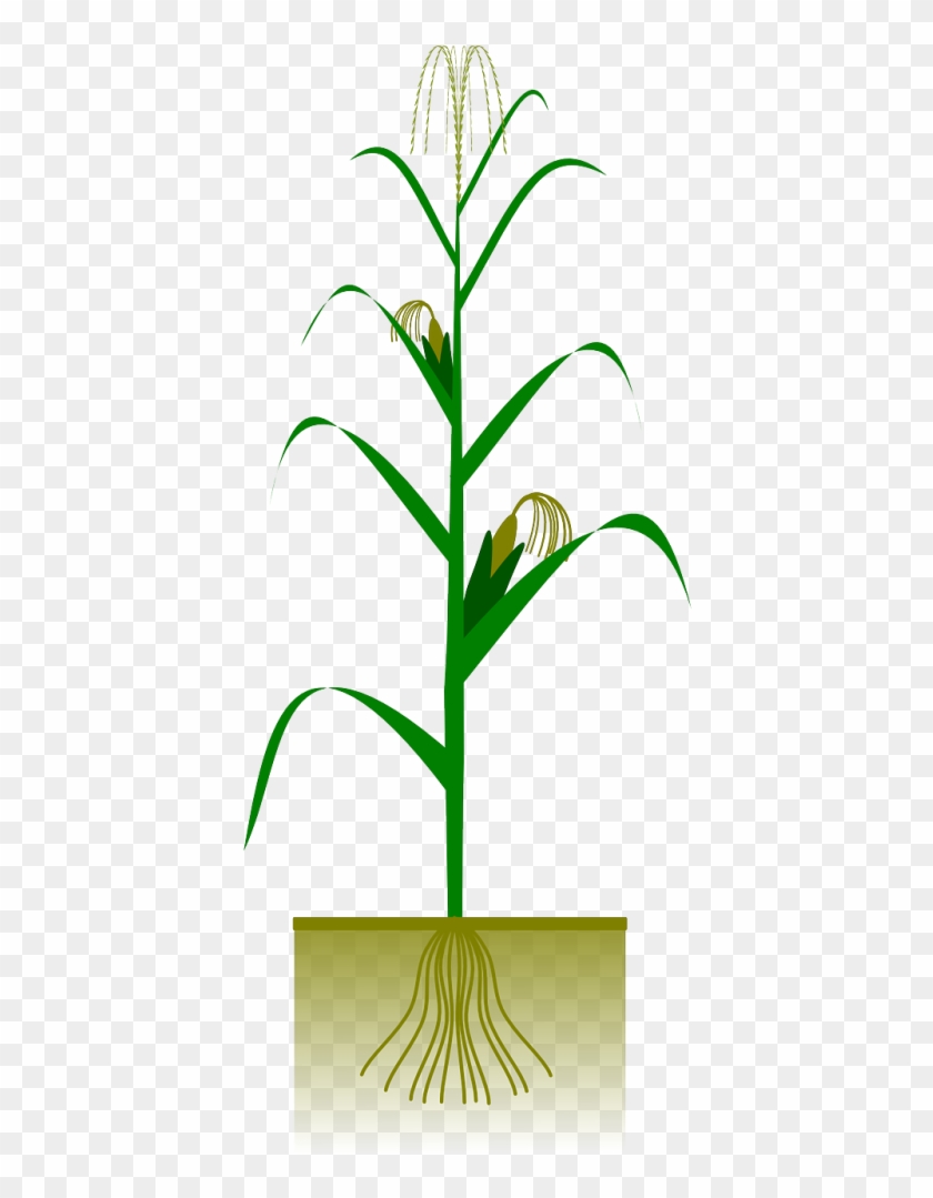 Wheat Stalk Clipart #1567621