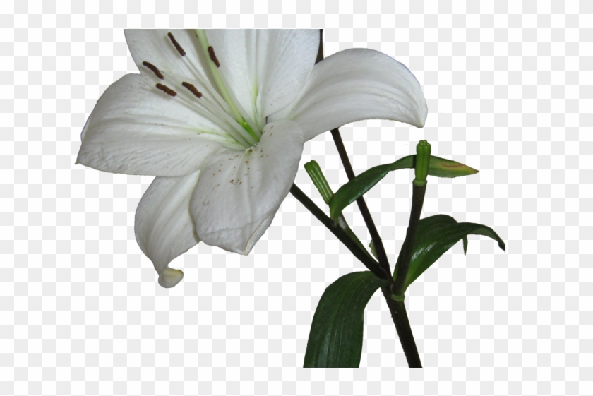 Lily Clipart Resurrection - Lily Clipart Resurrection #1567648