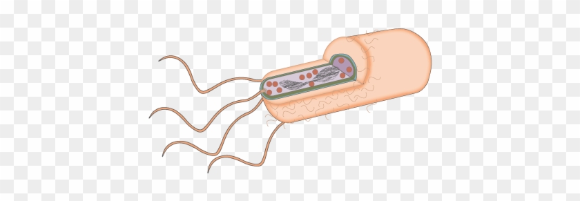 Trus Biopsy And Multi-resistant Bacterial Infection - Trus Biopsy And Multi-resistant Bacterial Infection #1567950