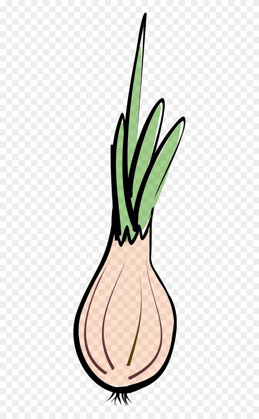 Onion A Vegetable Vegetables Transparent Image - Onion A Vegetable Vegetables Transparent Image #1568300