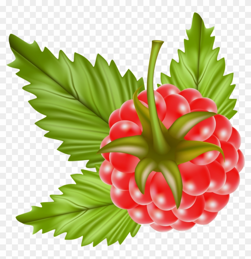 Red Raspberry - Red Raspberry #1568316