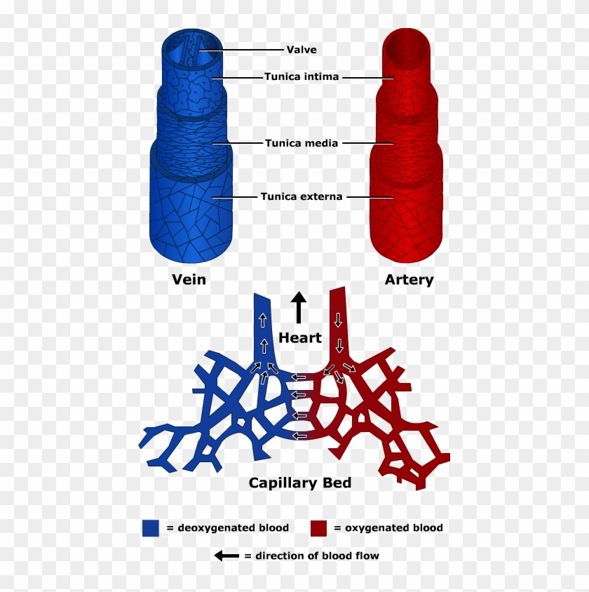 Anatomy And Physiology Capillaries Veins And Arteries - Anatomy And Physiology Capillaries Veins And Arteries #1568361