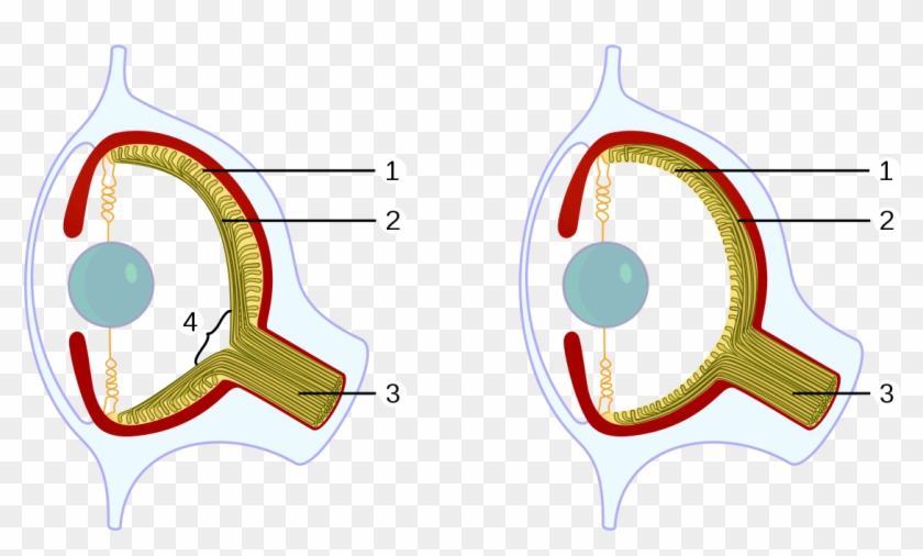 Vertebrates And Octopuses Developed The Camera Eye - Vertebrates And Octopuses Developed The Camera Eye #1568393