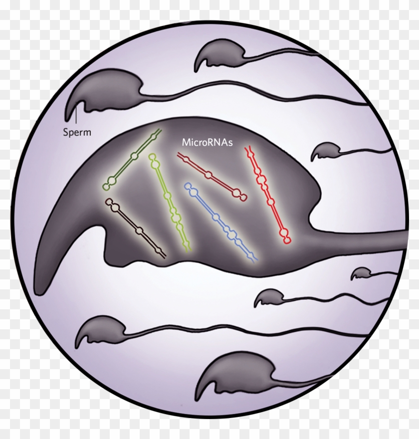 In The Sperm Of Male Mice That Exercise, The Abundance - In The Sperm Of Male Mice That Exercise, The Abundance #1568407