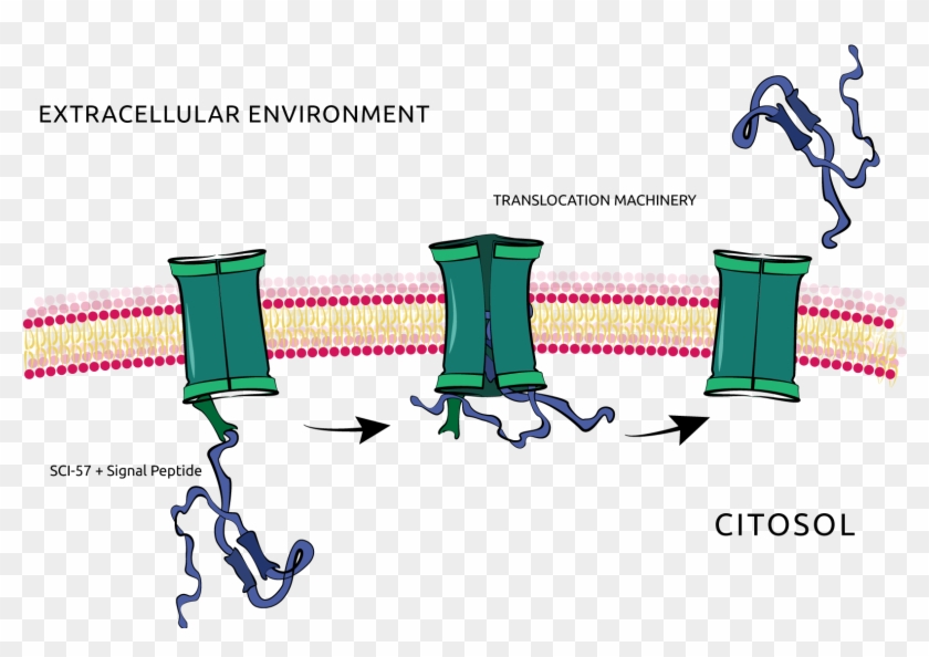 When Associated With The Sci-57, The Signal Peptide - When Associated With The Sci-57, The Signal Peptide #1572361