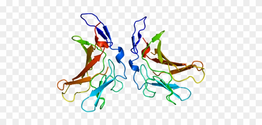 Insulin-like Growth Factor 2 Receptor - Insulin-like Growth Factor 2 Receptor #1572372