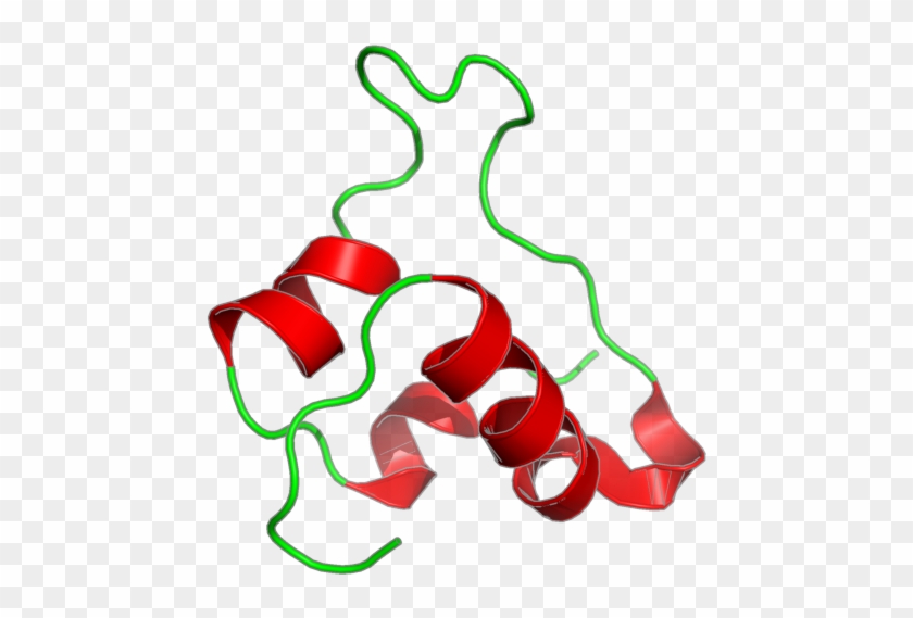 Nmr Structures Of Single-chain Insulin - Nmr Structures Of Single-chain Insulin #1572393