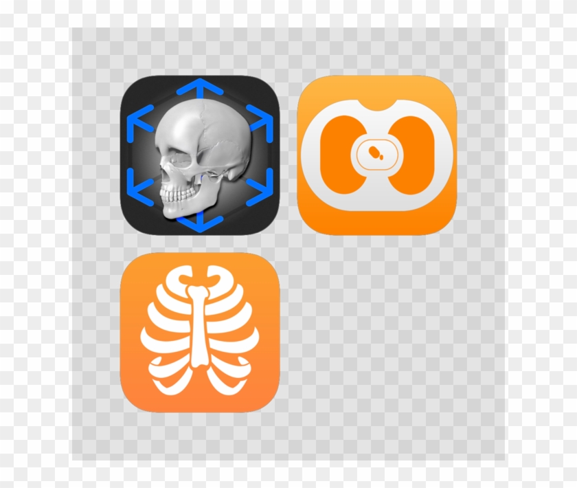 Radiology Anatomy Plus 17 - Radiology Anatomy Plus 17 #1572843