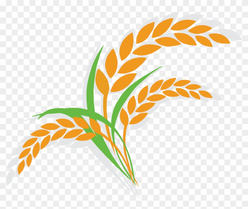 Rice Clipart Cereal Plant - Rice Clipart Cereal Plant #1573525
