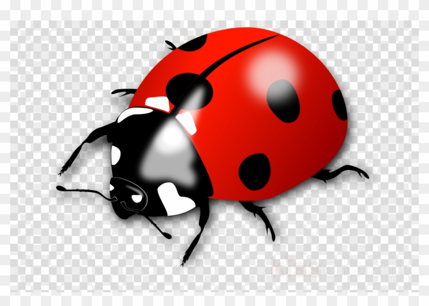 Lady Bird Clipart Ladybird Beetle Clip Art - Lady Bird Clipart Ladybird Beetle Clip Art #1573542