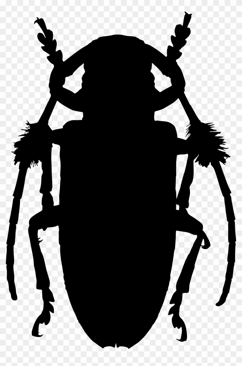 Ladybird Beetle Silhouette Drawing Arthropod - Ladybird Beetle Silhouette Drawing Arthropod #1573595