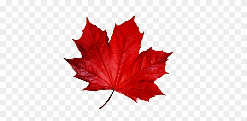 Red Leaf Official Psds - Red Leaf Official Psds #1574225