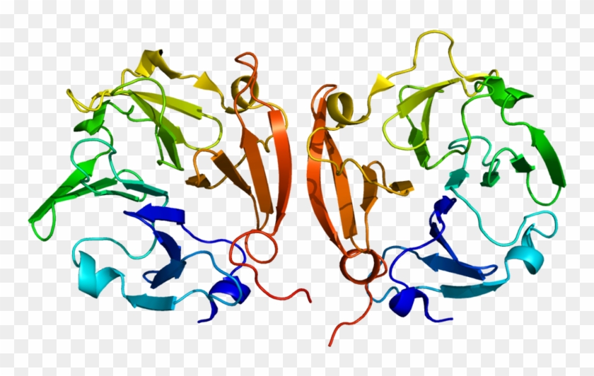 Structure Of The Mmp9 Protein - Structure Of The Mmp9 Protein #1574603