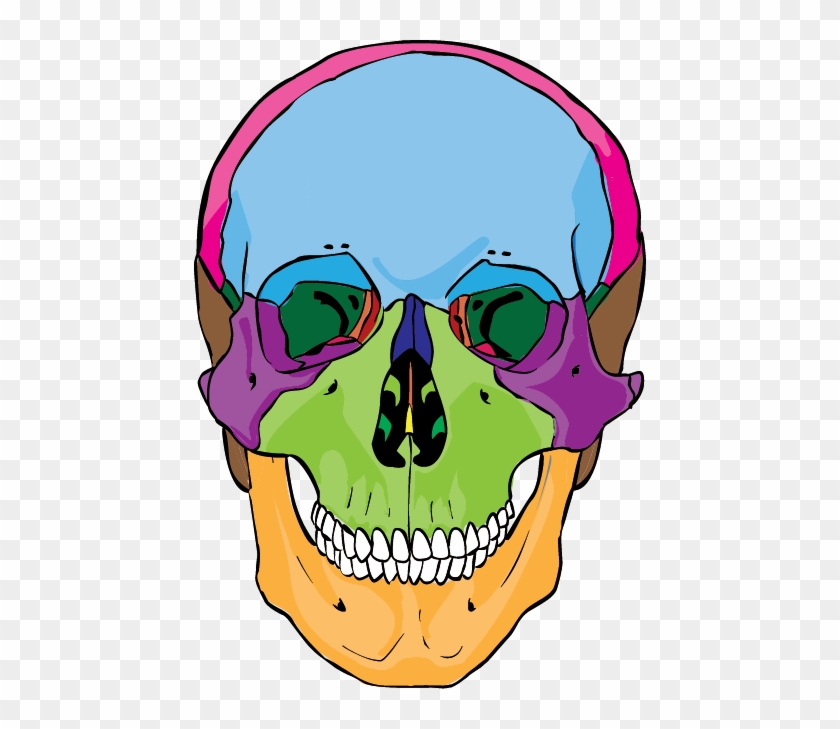 Skull And Axial Skeleton - Skull And Axial Skeleton #1574972