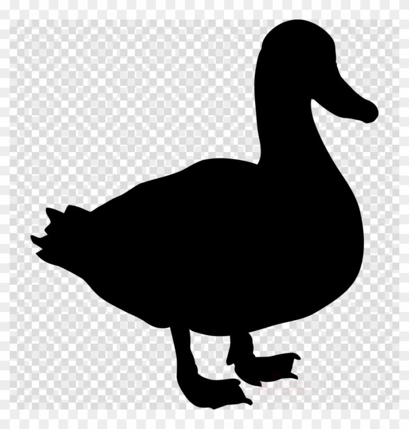 Clip Art Clipart Duck Mallard Clip Art - Clip Art Clipart Duck Mallard Clip Art #1576187