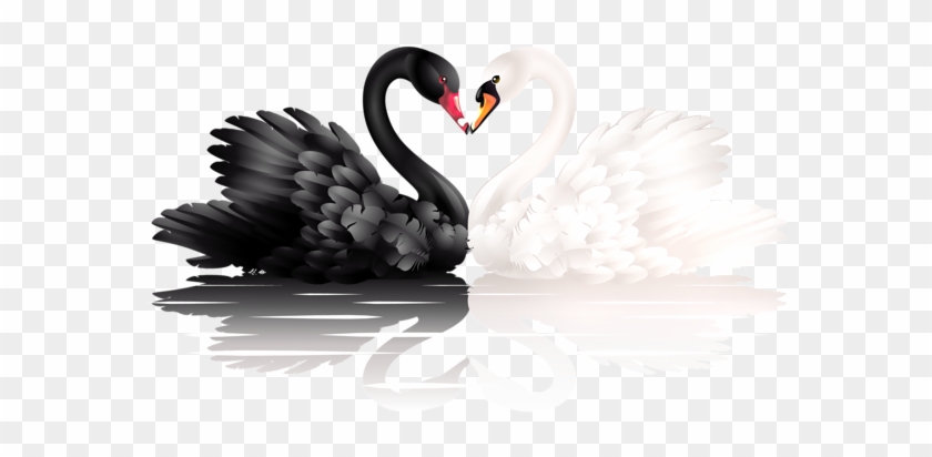 Jpg Royalty Free Stock Black Swan Clipart - Jpg Royalty Free Stock Black Swan Clipart #1576202