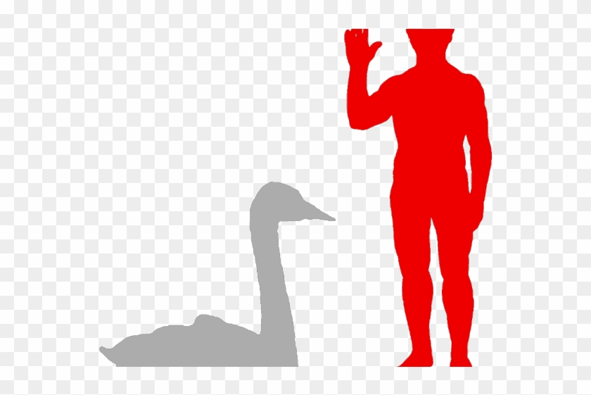 Swan Clipart Trumpeter Swan - Swan Clipart Trumpeter Swan #1576204