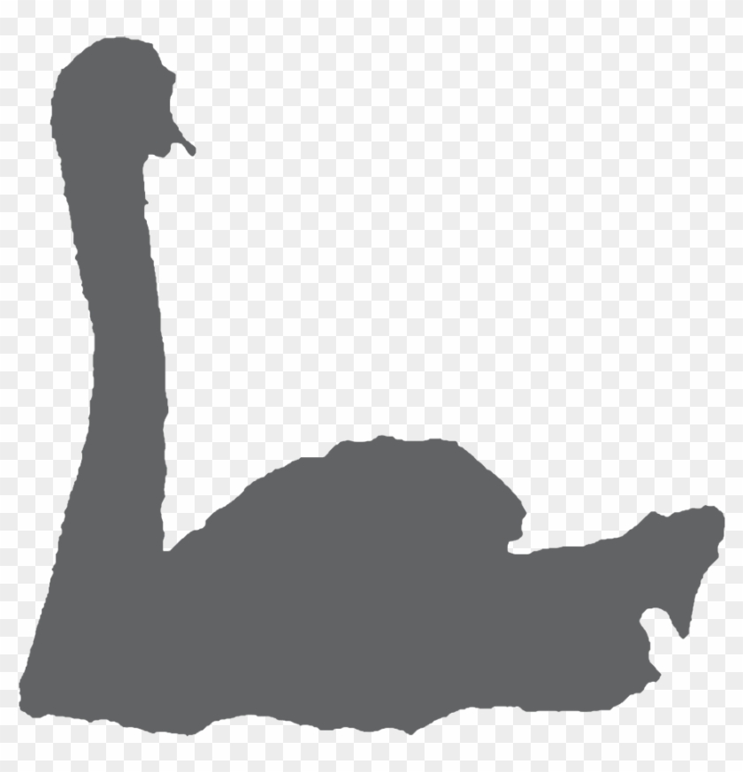 Swan In Water - Swan In Water #1576210