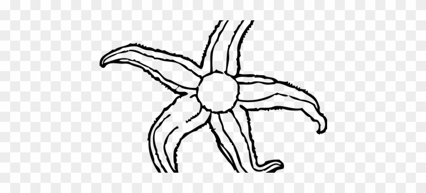 Images Of Starfish Full Hd Maps Locations - Images Of Starfish Full Hd Maps Locations #1576390