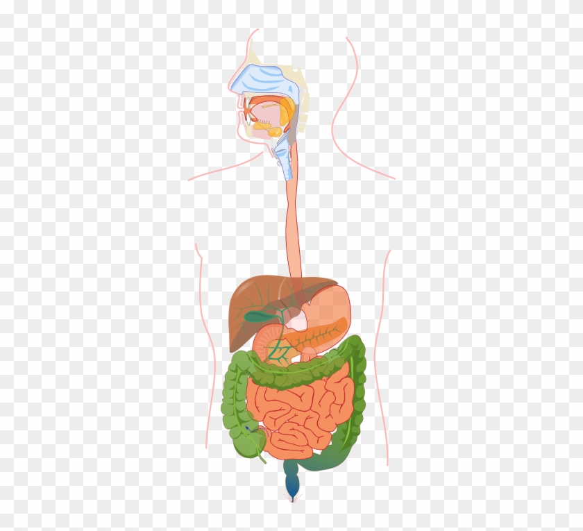 The Human Digestive System - The Human Digestive System #1576586