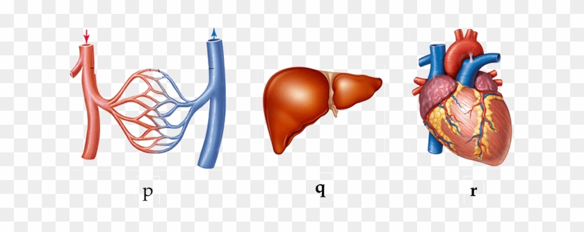This Image Shows Human Body Organs - This Image Shows Human Body Organs #1576590