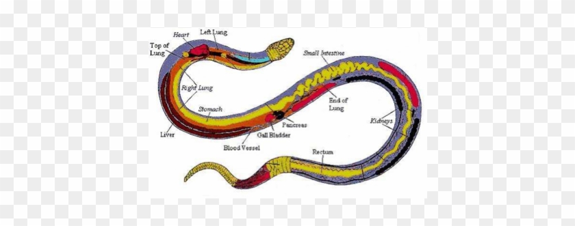 Milk Snake Comparisons Between Humans - Milk Snake Comparisons Between Humans #1576615