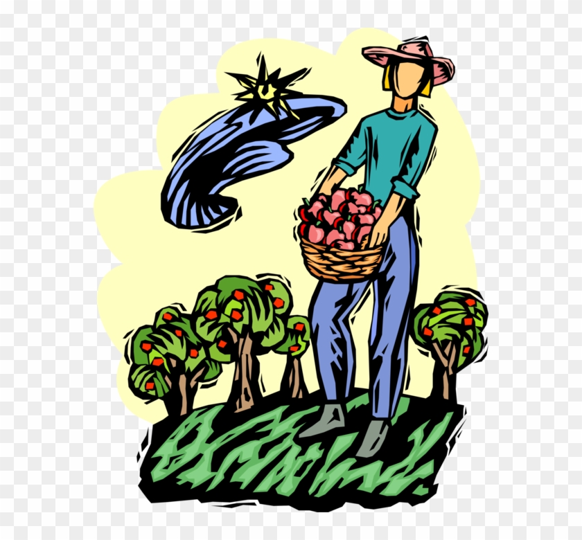 Apple Orchard Worker Vector - Apple Orchard Worker Vector #1577708