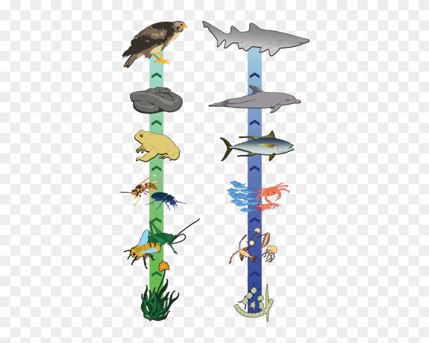 Here's An Idea For Creating A Food Chain On A Ribbon - Here's An Idea For Creating A Food Chain On A Ribbon #1578262