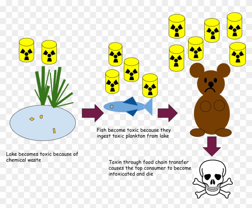 Bio-magnification In A Pond Ecosystem - Bio-magnification In A Pond Ecosystem #1578299