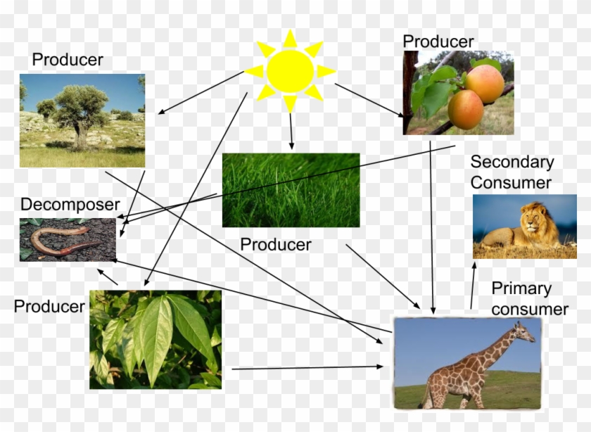 Producers Food Web In - Producers Food Web In #1578335