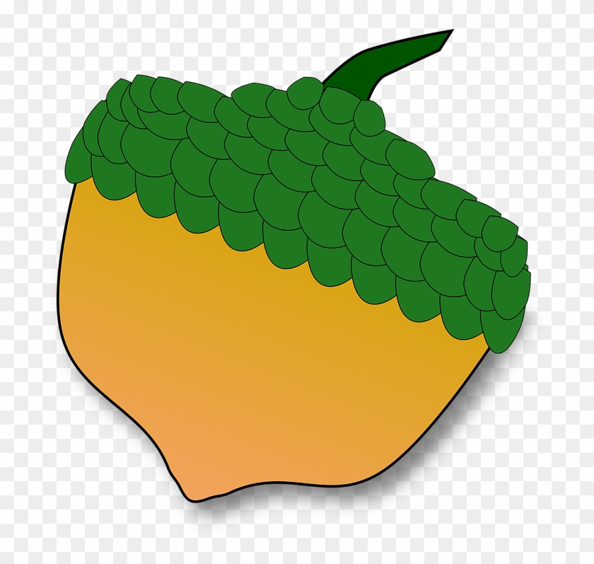 Acorn Oak Seed - Acorn Oak Seed #1578445