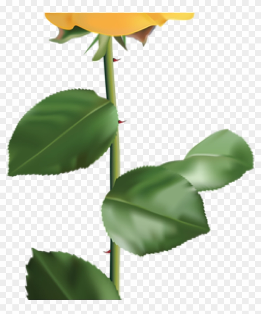 Yellow Rose Clipart Vintage Yellow Rose Encode Clipart - Yellow Rose Clipart Vintage Yellow Rose Encode Clipart #1579204