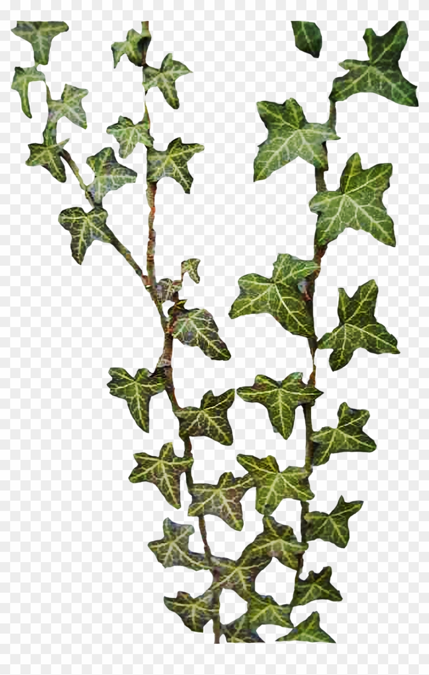 File Efeu Freisteller Png Wikimedia Commons Ivy Leaf - File Efeu Freisteller Png Wikimedia Commons Ivy Leaf #1579786