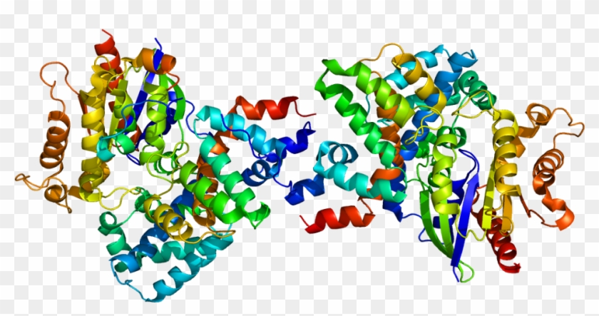 Gnu Clipart Gnat Clipart - Tk1 Protein Structure #245073