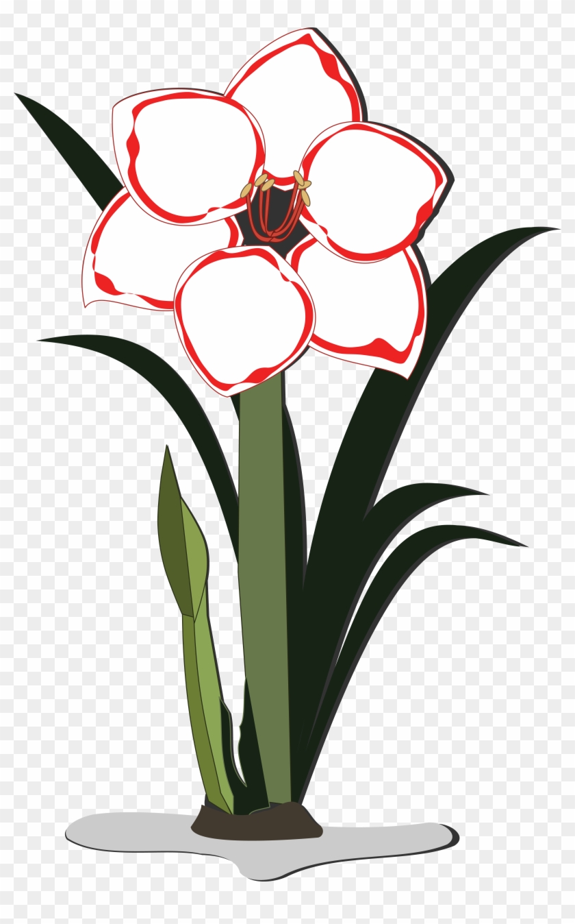 Free Clipart Of An Amaryllis Flower - Amaryllis Flower Cartoon #245912