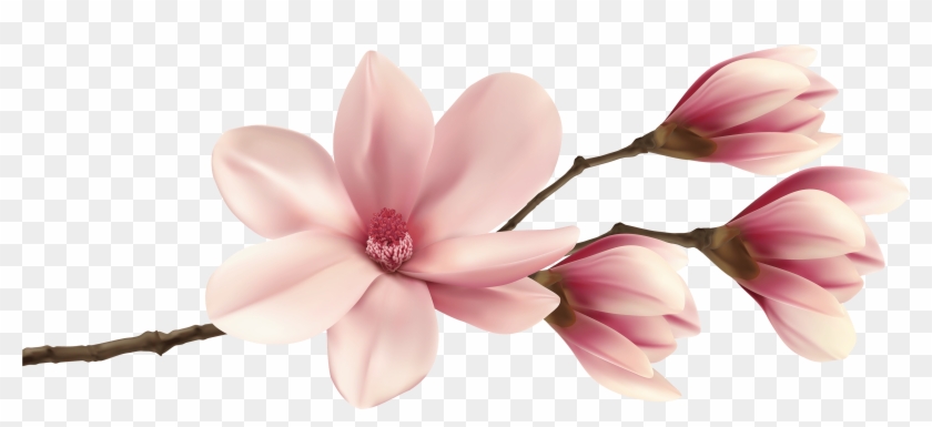 Spring Magnolia Branch Png Clip Art Image - Spring Magnolia Branch Png Clip Art Image #1582346