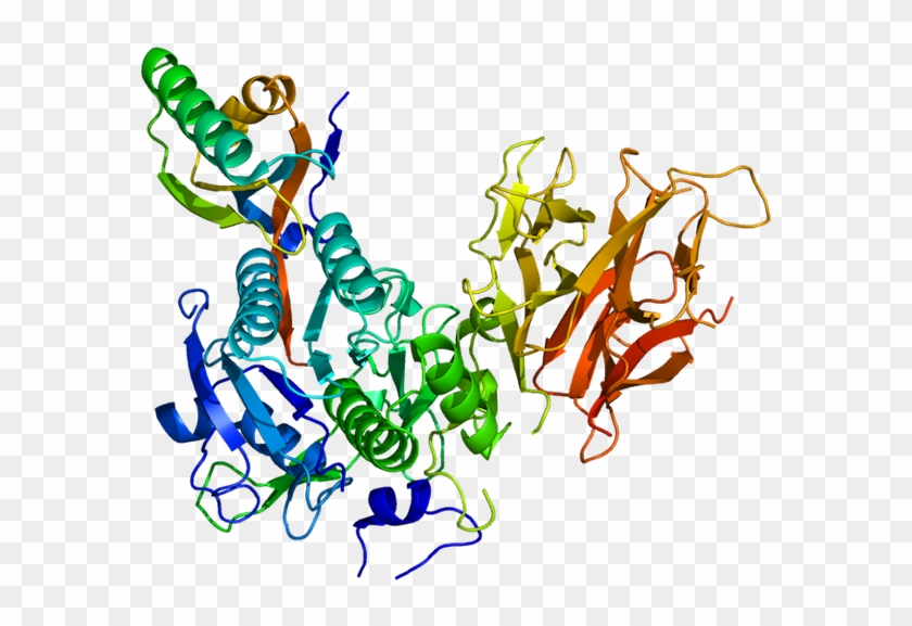 Levels In The Blood By Decreasing The Amount Of A Receptor - Levels In The Blood By Decreasing The Amount Of A Receptor #1584222