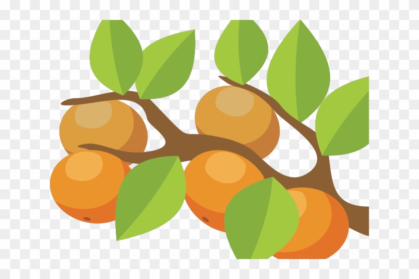 Orange Fruit Clipart Orange Tree - Orange Fruit Clipart Orange Tree #1585461