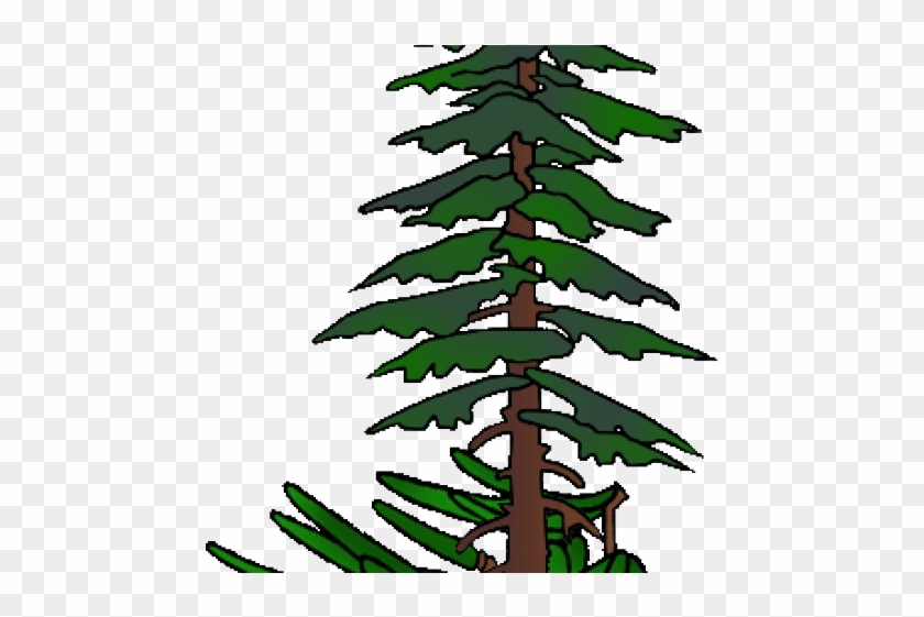 Fir Tree Clipart Hemlock Tree - Fir Tree Clipart Hemlock Tree #1585530