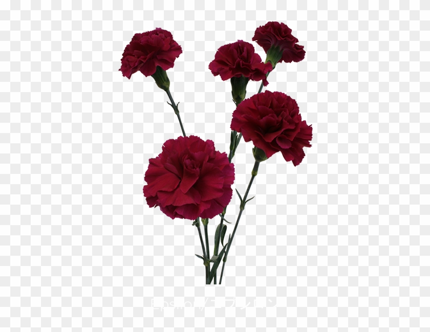 Carnation Flower Clipart - Carnation Flower Clipart #1585737