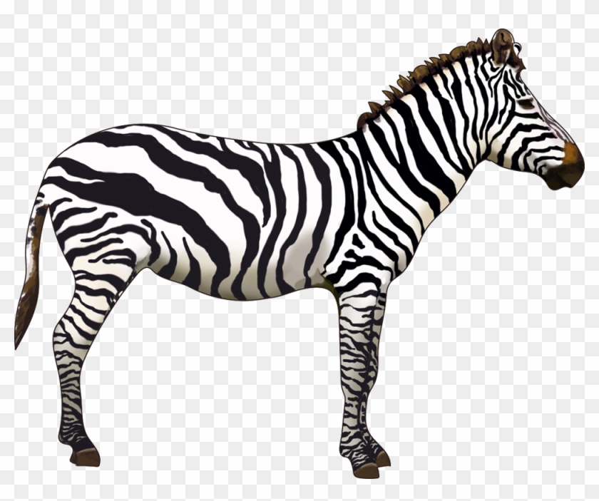 Which Animals Can You Name - Which Animals Can You Name #1585969