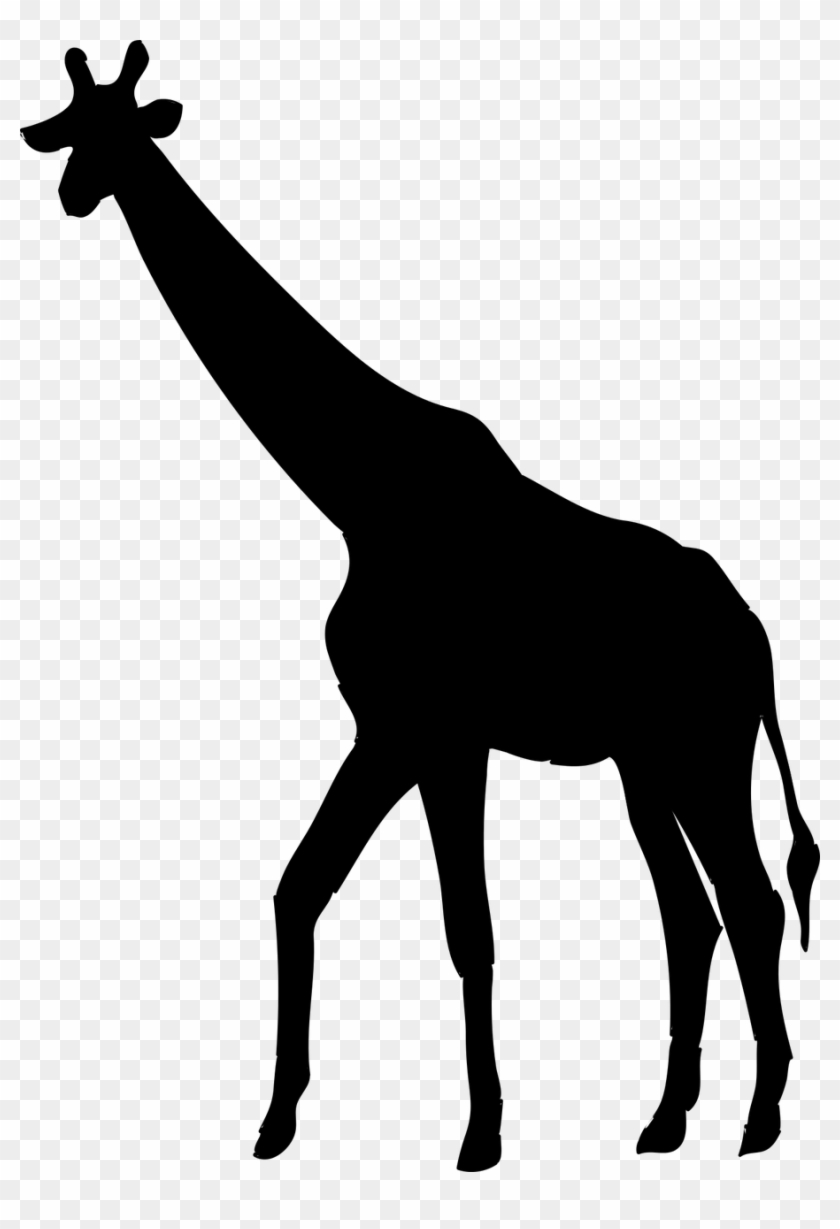 Giraffe,animal,the Of A Giraffe, - Giraffe,animal,the Of A Giraffe, #1586143