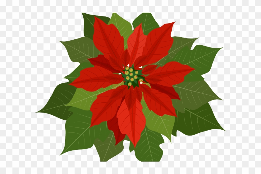 Free Clipart Poinsettia - Free Clipart Poinsettia #1586641