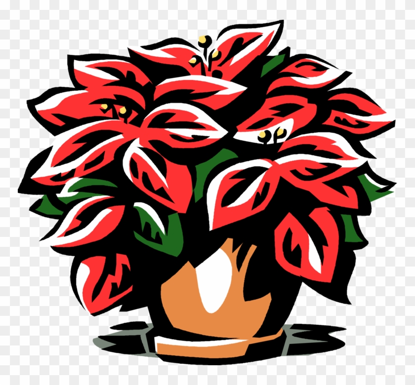 Vector Illustration Of Poinsettia Traditional Christmas - Vector Illustration Of Poinsettia Traditional Christmas #1586675