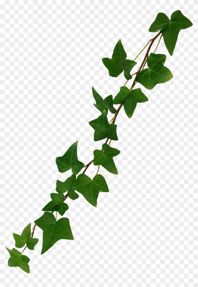 Free Hd Leaves Png Format - Free Hd Leaves Png Format #1586933