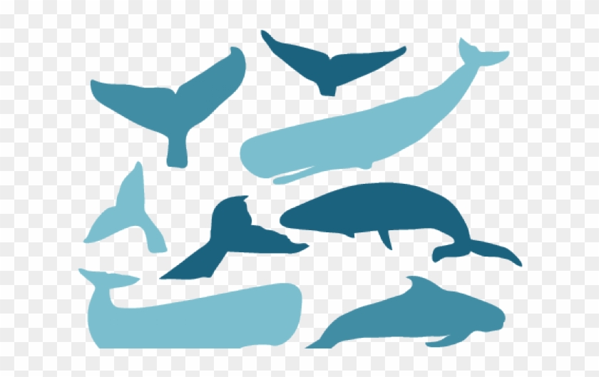 Killer Whale Clipart Cute - Killer Whale Clipart Cute #1587053