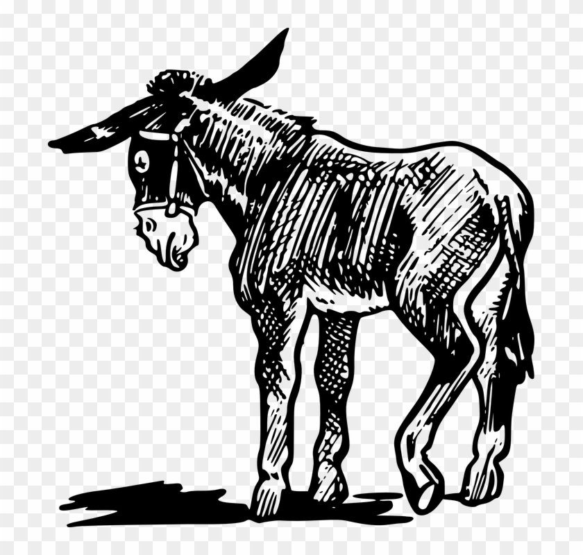 Shaow Clipart Donkey - Shaow Clipart Donkey #1587369