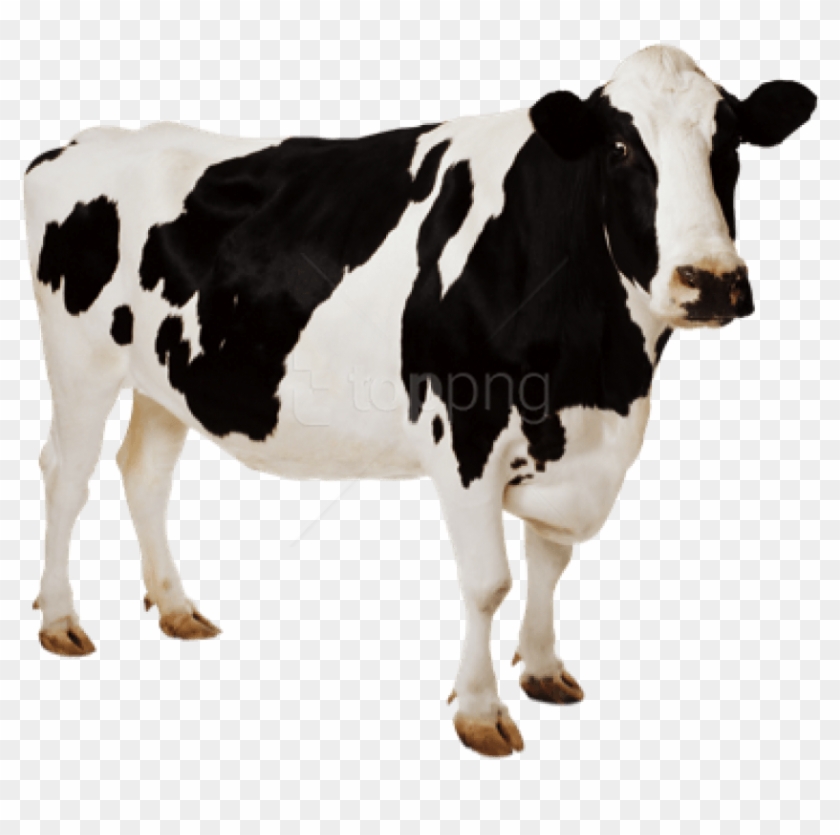 Cow Hd Png - Cow Hd Png #1587509