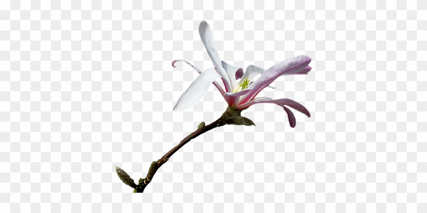 Magnolia Black And White Clipart - Magnolia Black And White Clipart #1587835