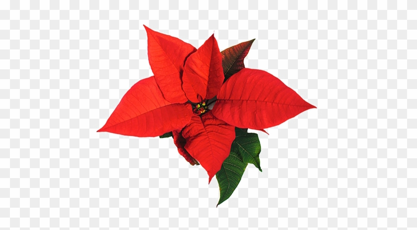 Poinsettia Png Background Image - Poinsettia Png Background Image #1588111